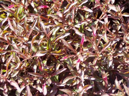 Papagájfű - Alternanthera bettzichiana var. Versicolor 